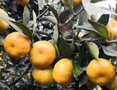 全州南丰蜜橘快上市了，今年果头均匀
