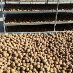 2018青龙山核桃 自家工厂一手货源