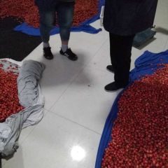 新泰代收各种大樱桃，三十多个品种