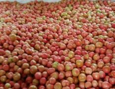 延津粉红西红柿秋季上市到十二月底结束