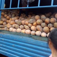 富民南瓜 富民蜜本南瓜，近期大量上市