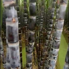 博白中国糖都，这里种植有上千亩的黑皮甘蔗