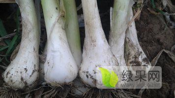 隆尧本地盛产鸡腿大葱大头葱货源充足