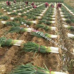 2018隆尧大葱现正在集中出售，客户逐渐增多