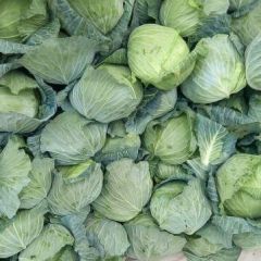 山东菏泽，自家种植的19亩甘蓝菜，