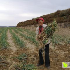 甘肃会宁翟家所旱地红皮，老葱大葱