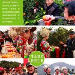 湖南麻阳冰糖橙果实圆球形