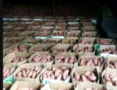 汝南沙土地种植的烟薯25系列红薯