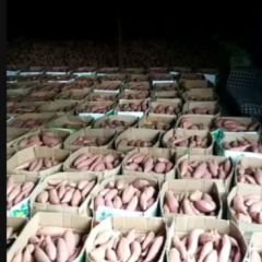 汝南沙土地种植的烟薯25系列红薯