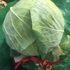 齐心协力搞好蔬菜提供最好质量