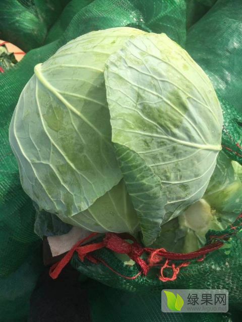 2018年河北昌黎扁包菜价格
