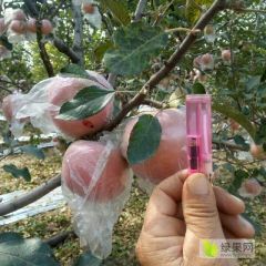 晋南优质红富土苹果，75以上果个 红度好