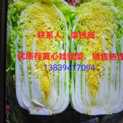 2018扶沟小白菜种植面积大于往年