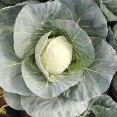 新野甘蓝大量上市，需要的联系