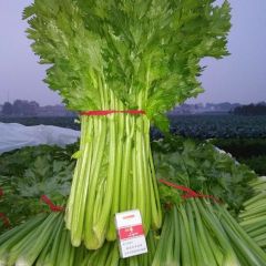 河南通许雨田菜业与你同在，货量增多