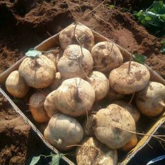 雷州市客路镇凉薯红薯是广东最大基地