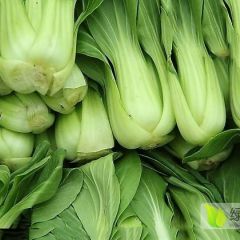 2018曹县我自己种了20亩地的小油菜