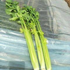 优质西芹开始上市，欢迎来电或实地考察！