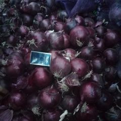 甘肃高台紫皮洋葱，这里的全是滴灌洋葱
