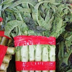 临沂市沂南县万亩莴苣