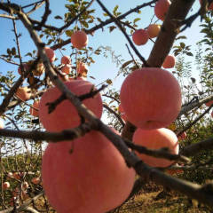 陕西大荔红富士苹果大量上市