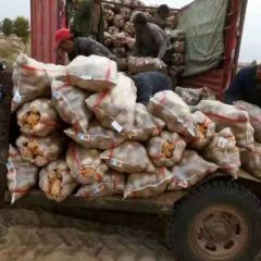 2018鄂托克前旗大量土豆上市，欢迎前来选购