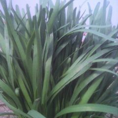 莘县大量出售纯无公害有机韭菜保证无农药