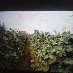 唐山市玉田县大黄庄村大量巨峰葡萄上市