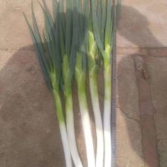 辽中区出售大量长白大葱价格优惠，量大