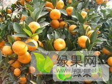 2018年江西南城南丰蜜桔价格