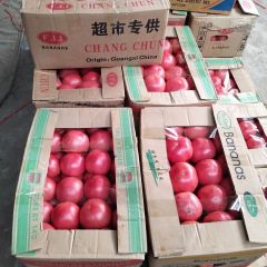 河北大棚西红柿大量上市，果行好颜色正