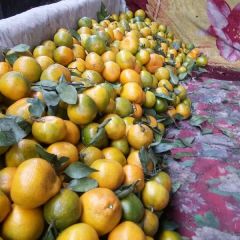 永年区欢迎各地瓜果朋友前来我处考查