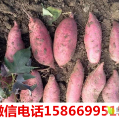 临沂临沭供应大量苏8红薯，三两以上