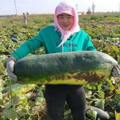 黑皮优质冬瓜，大量上市，欢迎各地老板前来采购