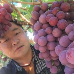 东平我存红提一百三十吨计划十二月中旬开库