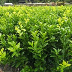 广西资源县砂糖橘苗 树苗品质保证