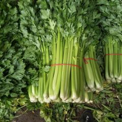 沂南芹菜打捆，水洗 西芹以割根的为主