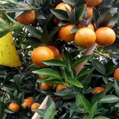 广西江洲东方红桔又名美国糖桔，世纪红桔