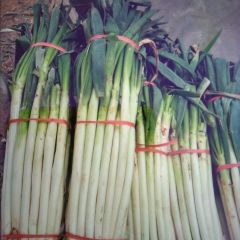 费县大葱 本地大葱大量上市，葱杆长