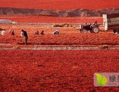 新疆本地红辣椒大量上市！