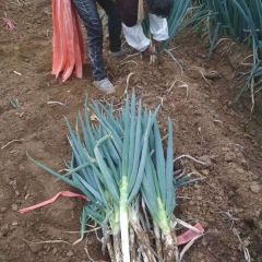 山东滕州大量供应优质铁杆大葱