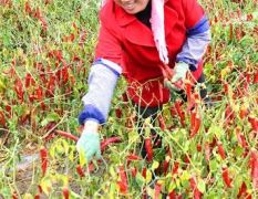 新疆巴州焉耆、和静、和硕、博湖辣椒种植基地