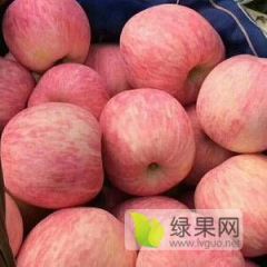大荔苹果 水果品质特别好品种极全