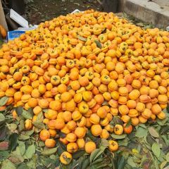 遵化柿子 水果产区生产的磨盘柿子，色泽橙黄