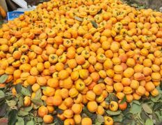 遵化柿子 水果产区生产的磨盘柿子，色泽橙黄