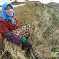 旱地红葱，老葱，甘肃会宁特产，舌尖上的美味！
