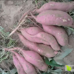 230亩高品质春薯，商薯19号供应