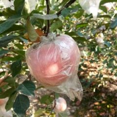 山东冠县自家百亩果园