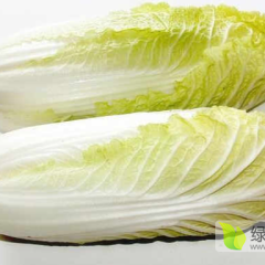 河南扶沟娃娃菜小白菜 豫东瓜菜第一村