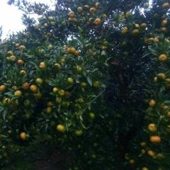 湘西里耶镇特有的南丰蜜橘！